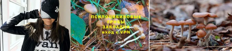 МЕГА маркетплейс  где купить   Белёв  Галлюциногенные грибы Psilocybe 